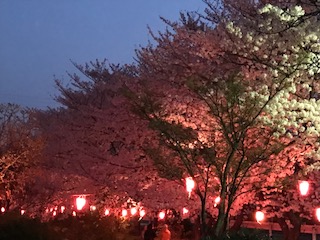 大蔵池　夜桜